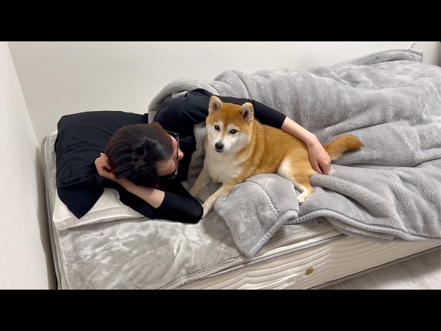 The Shiba Inu, who was unsure where to sleep and ultimately chose