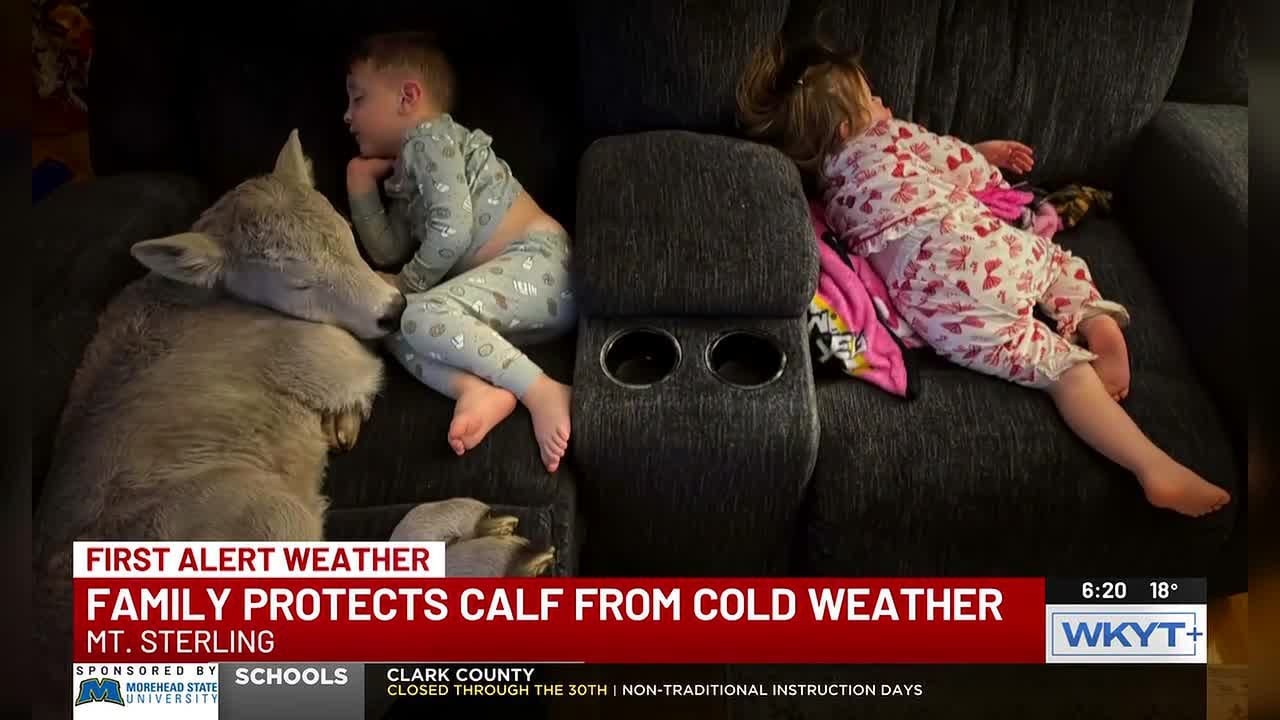 Mount Sterling family brings newborn calf inside during cold snap