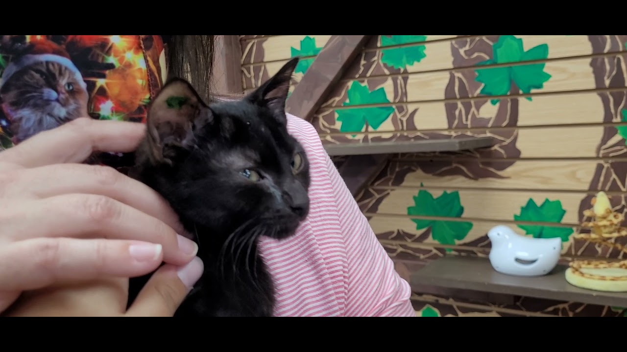 The Catio Cat Lounge Nashville - YouTube