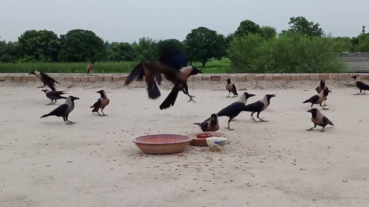 Crow real Sound effects 