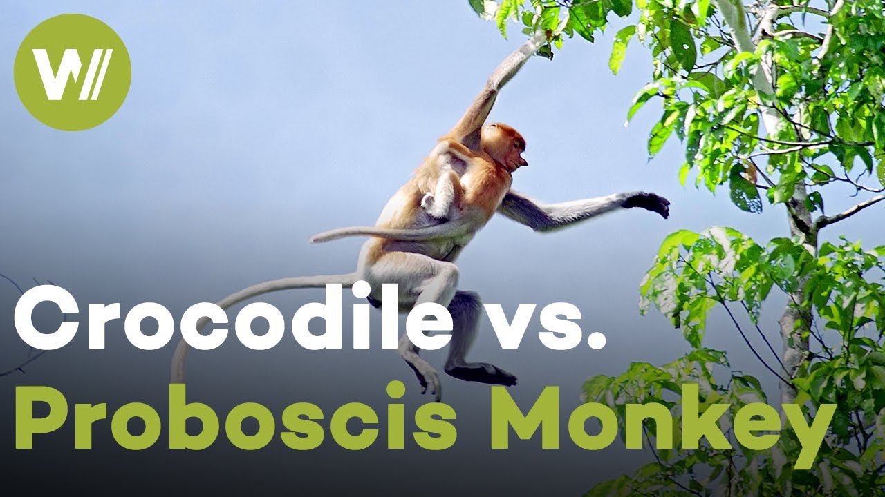 Proboscis Monkeys attempt incredible jumps so that they won't end up as a crocodile snack!