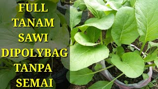 Cara Menanam Sawi Di Polybag Tanpa Semai - Full Dari Biji