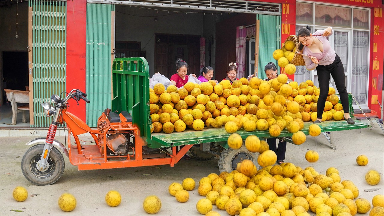 Use Truck To Harvesting 1000+ Grapefruit Go To Sell For Villager At Price of 5000VND Per Fruit