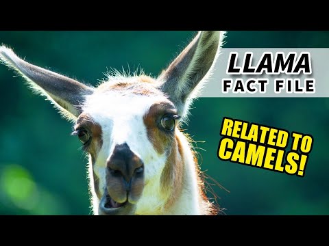 Llama Facts: they're related to CAMELS  | Animal Fact Files