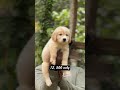 ✨Golden retriever male 💗 ☎:9363305523 #goldenretreiver #goldenretrieverpuppy #goldenretriever #puppy
