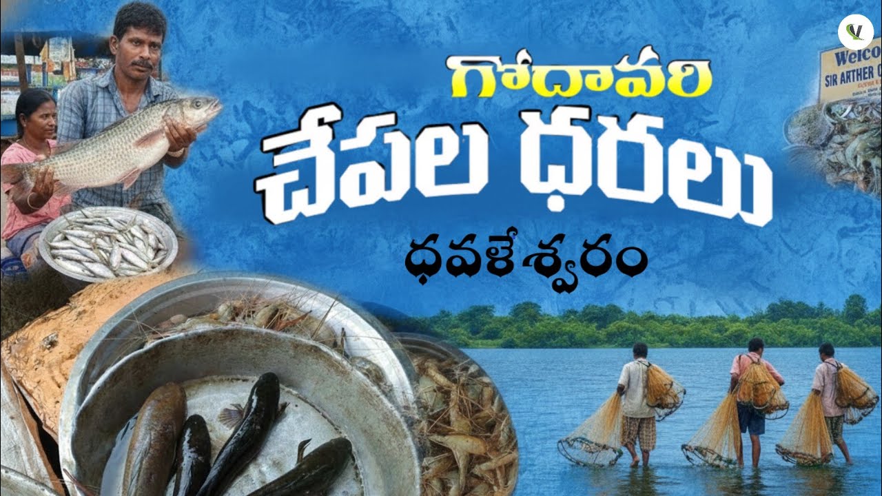 Fish Market | గోదావరి చేపలు | ధవళేశ్వరం చేపల మార్కెట్ @vchannelbyvenu.