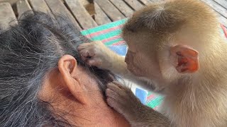 ASMR Monkey Zueii Primal Stimulation Grooming Grandma Relaxing by ZUEII MONKEY 2,666 views 9 days ago 4 minutes, 26 seconds