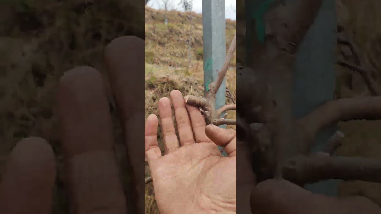 Stub cut kisliye jaruri h 