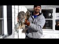 Barred owl crashed into our house!