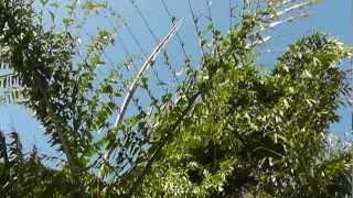 Caryota Obtusa Caryota Gigas Giant Fishtail Palm