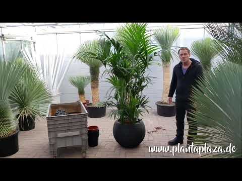Kentia howea Palme (zimmerpflanzen) richtig schn umtopfen.