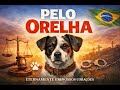 REPUDIO e INDIGNAÇÃO contra os criminoso do Cachorro ORELHA !! ..
