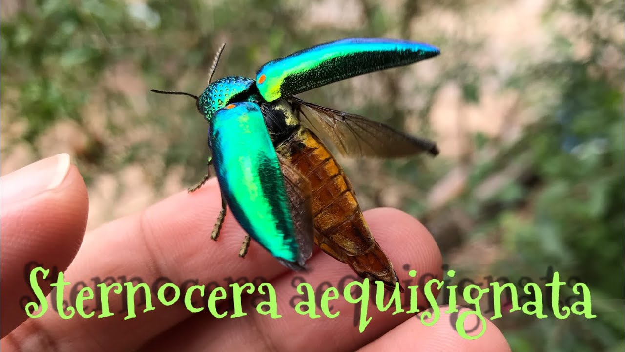 Sternocera aequisignata