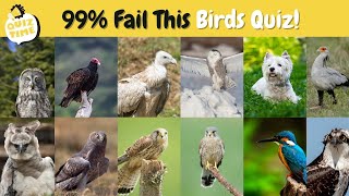 Guess The Birds Quiz Birds Quiz