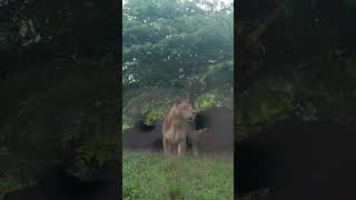 Download Lagu SINGA BETINA MP3