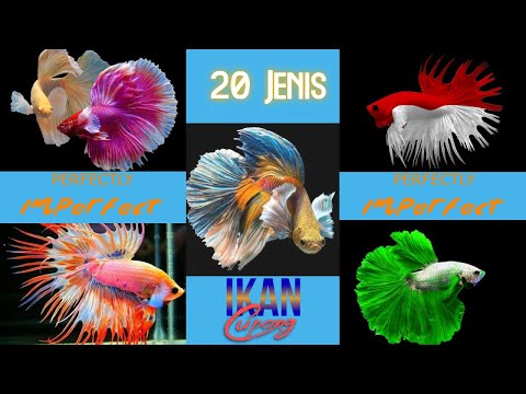 Video: Jenis Ikan Apa Yang Bisa Anda Pelihara?