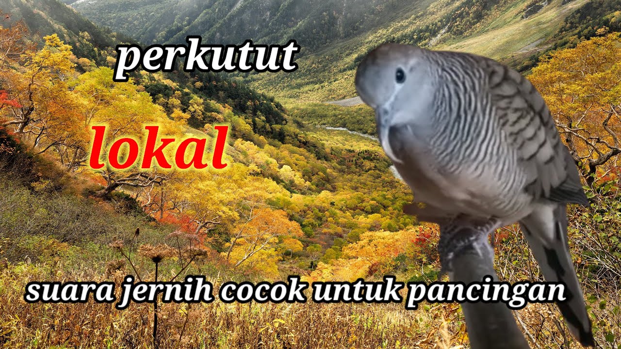 🔴takan menyesal memutar ini Auto manggung semua 