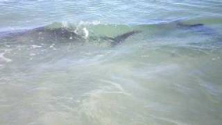 Famous monkey mia dolphin video.AVI Profile