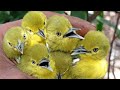 Suara Pikat Burung Sirtu Kombinasi Burung Kutilang Emas Paling Ampuh Mp3 - Mp4 Download