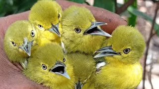 Suara Pikat Burung Sirtu  kombinasi burung kutilang emas || paling ampuh