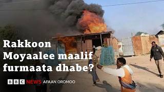 Jiraattonni Magaalaa Moyaalee haala akkamii keessa jiru?| BBC News Afaan Oromoo
