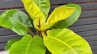 50cm Philodendron Moonlight | Rare House Plant | Pot 19cm | 50cm Height
