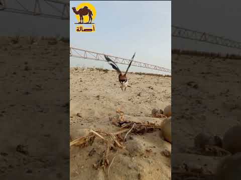 عادة صيد طائر الصرد بني الراس في صحراء وادي سوف الصحراء الجزائر مقناص الصيد البرى
