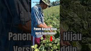Panen Kacang Hijau, panen Tersulit karena Memilih dan Memetik satu per satu polong yang tua#Shorts Panen Kacang Hijau, panen Tersulit karena Memilih dan Memetik satu per satu polong yang tua#Shorts