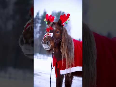 Поздравляю с наступающим Новым 2024 Годом 🌲🎅❄️☃️🎁 Благодарю за то что были со мной весь этот год 🧡🤍💙
