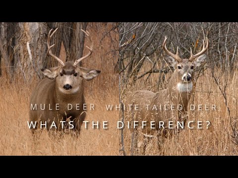 White Tailed Or Mule Deer Whats The Difference 