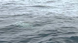 【釣り百景】#064 水中最速のスピードスター　マレーシアでセイルフィッシュを追う！