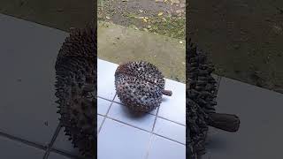 Durian Hitam Jogorogo Ngawi