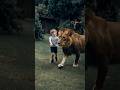 Boy And Tiger Playing #shorts #ytshorts