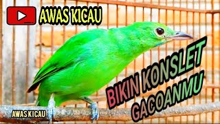 Burung Cucak Hijau betina berkicau merdu, BURUNG BELAJAR HIJAU LEBIH BESAR || Klorosis Sonnerati Jardine