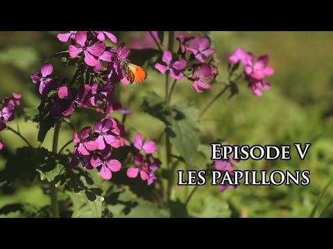 Vidéo: Butterfly Gardens - Apprenez à attirer les papillons dans votre jardin