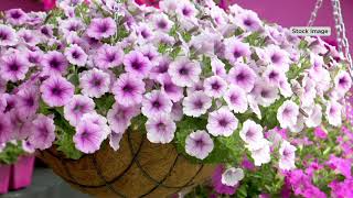 Roberta's Set of 2 Hanging Wire Baskets w/ Coco Liner & Chain on QVC