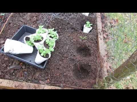 Video: Gras Erwten-informatie: leer hoe u kuikenwikke in de tuin kunt laten groeien