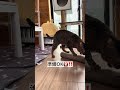 おはよう☀猫ちゃん　サクちゃん譲渡会に行くの巻 #保護猫 ＃mocaサク