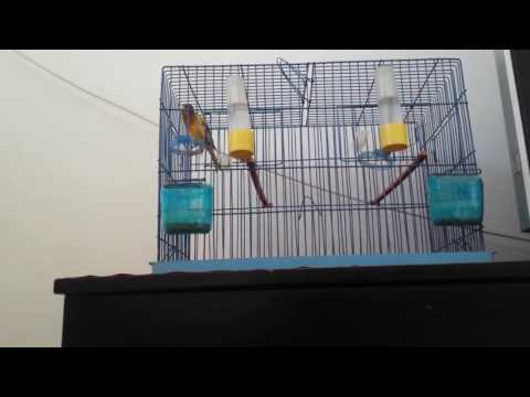 TÉLÉCHARGER CHANT CANARI MALINOIS CANARI TÉLÉCHARGER MALINOIS CHANT