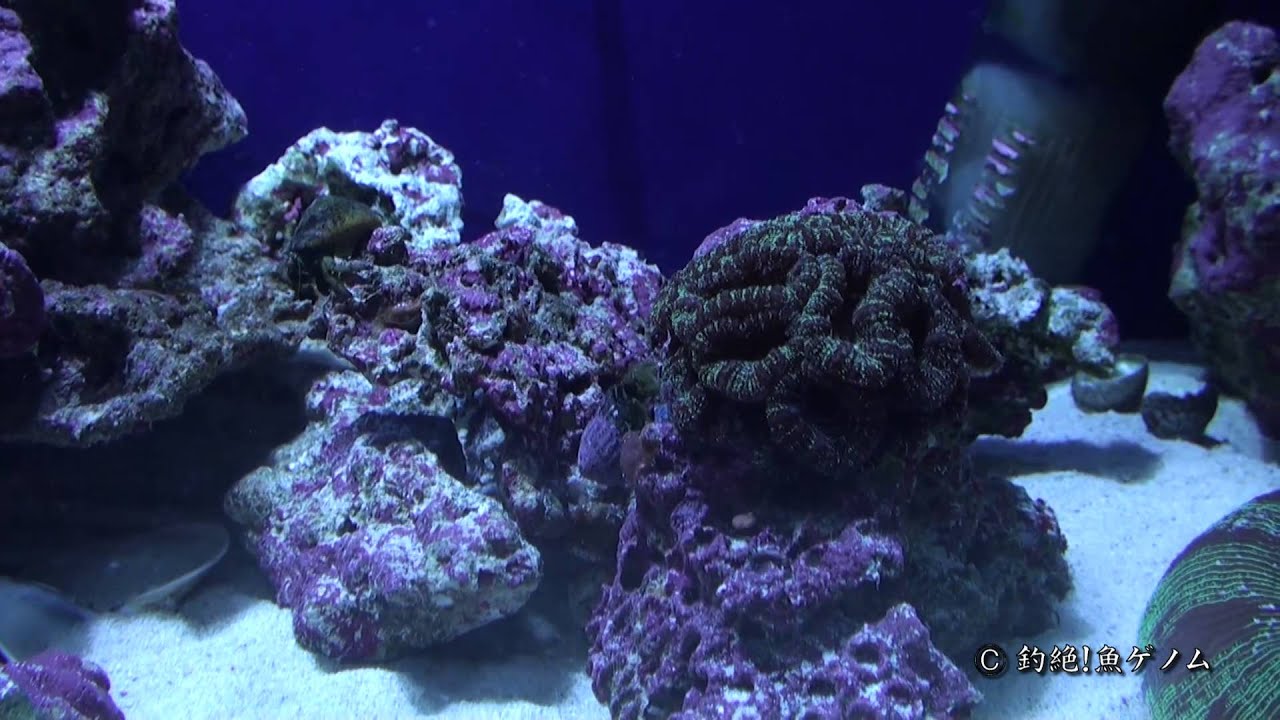 飼育3ヶ月間のカゴカキダイの稚魚