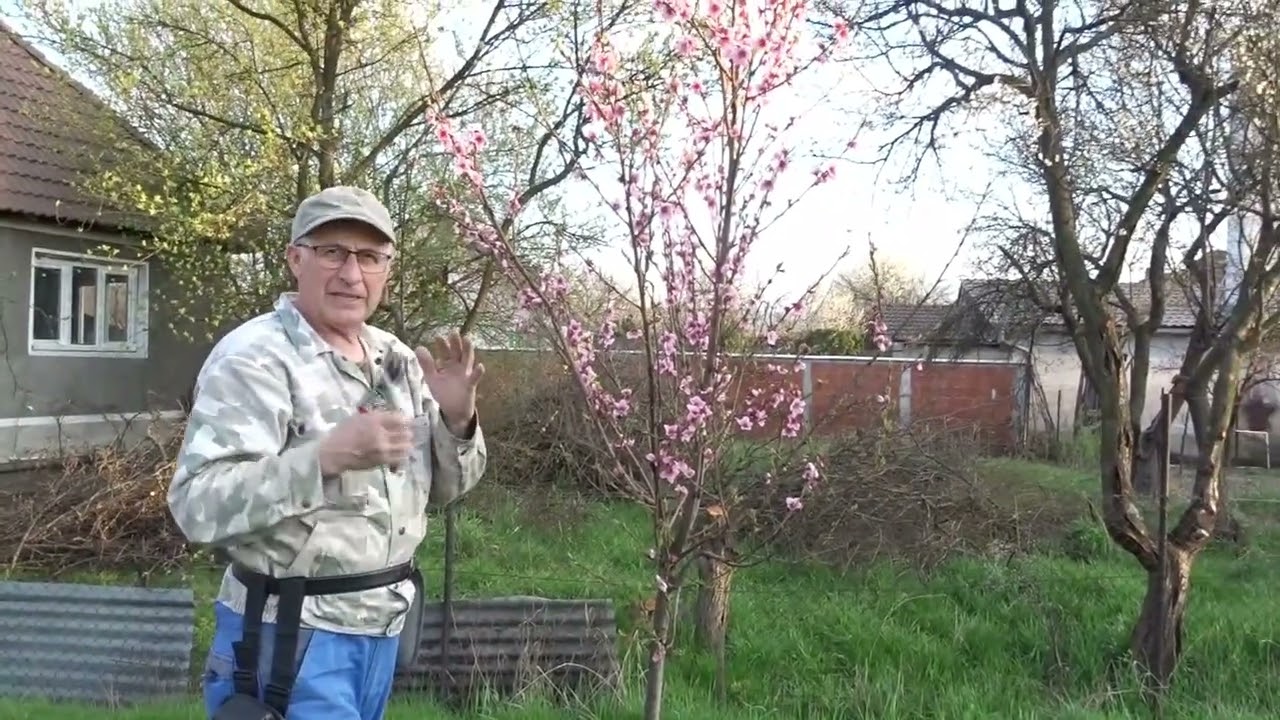 Important! Cum faci tăieri la un piersic înflorit