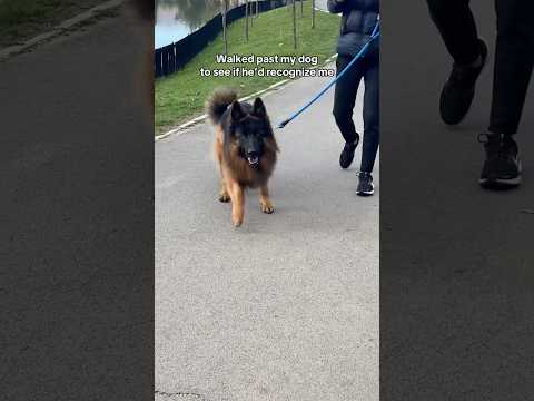 Walked past my dog to see if he’d recognize me #dogs