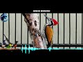 Suara Burung Pelatuk Bawang Gacor Rapat Khusus Masteran Mp3 - Mp4 Download