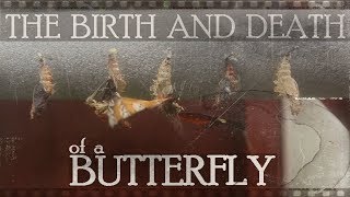 Download Lagu The Birth and Death of a Butterfly MP3