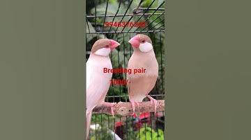 java breeding pair 1000/-only
