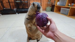 marmot chews purple cabbage for the first time