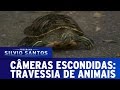 Travessia De Animais Câmeras Escondidas 15 01 17 