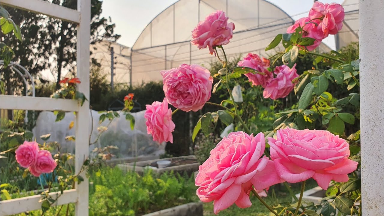 แนะนำกุหลาบ Bishop's Castle กุหลาบอังกฤษสีชมพูแสนหวาน กลิ่นหอมแรง ทรงโบราณจับเลื้อยได้🌹Hatley Garden