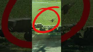 Flying Duck Explosion