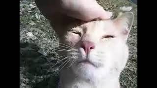 cat.mp4